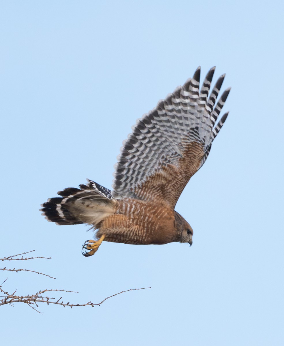 Red-shouldered Hawk - ML647270509