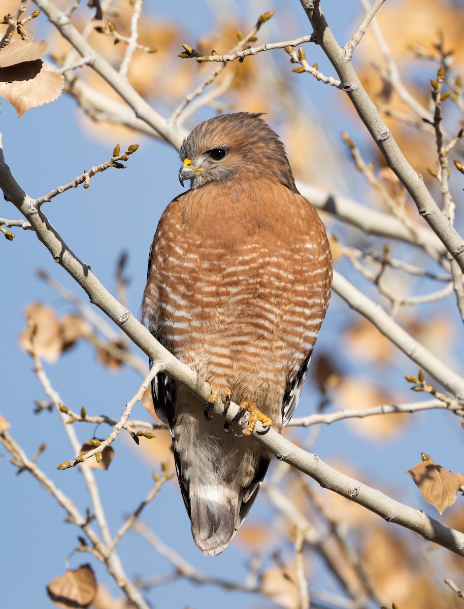 Red-shouldered Hawk - ML647270517