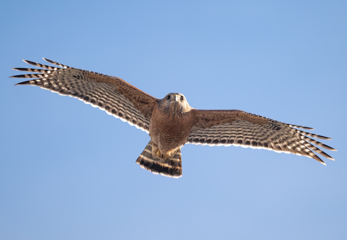 Red-shouldered Hawk - ML647270521