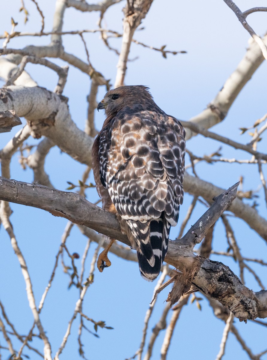 Red-shouldered Hawk - ML647270522