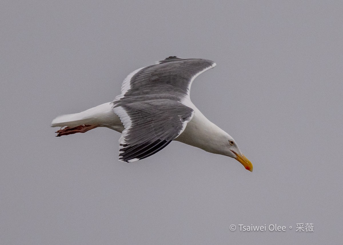 Western Gull - ML647270524
