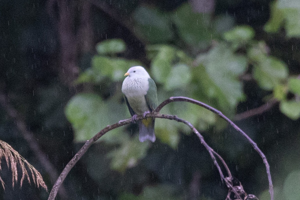 Gray-green Fruit-Dove - ML647270531
