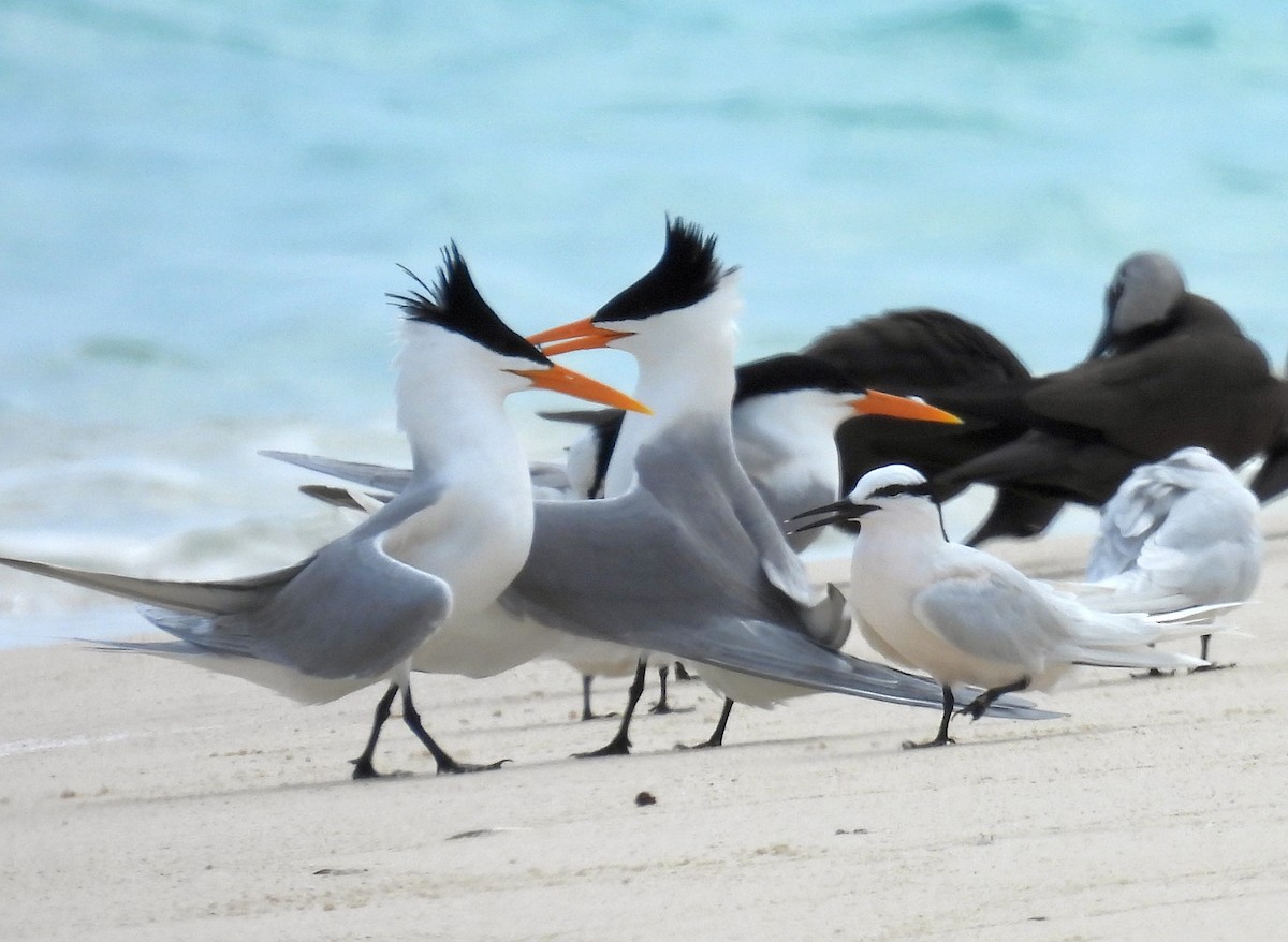 שחפית בנגלית - ML647270543