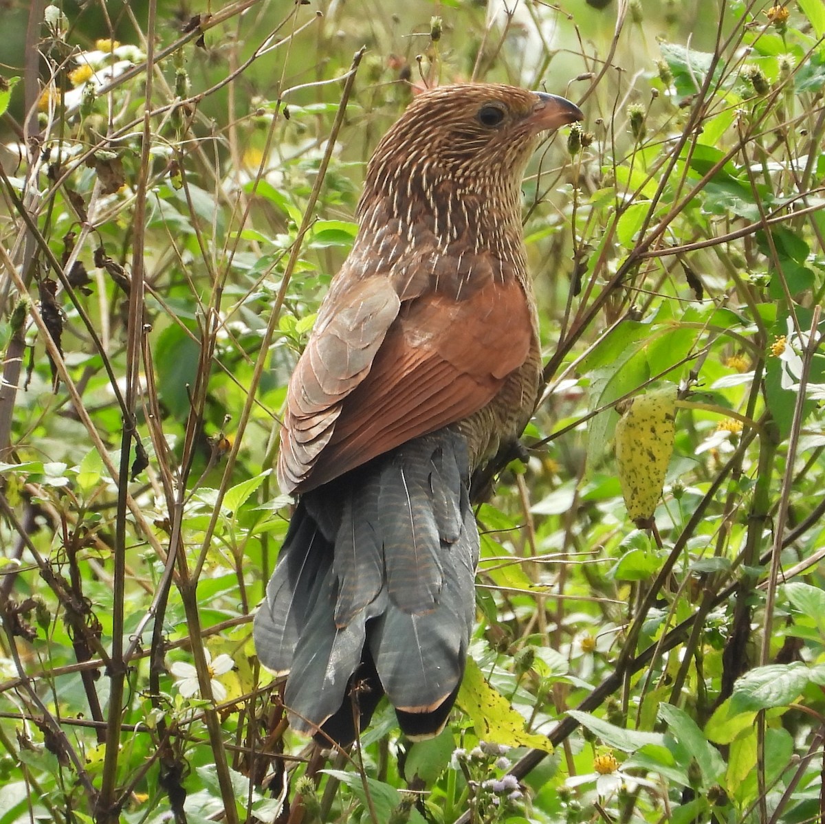 Greater Coucal - ML647270547