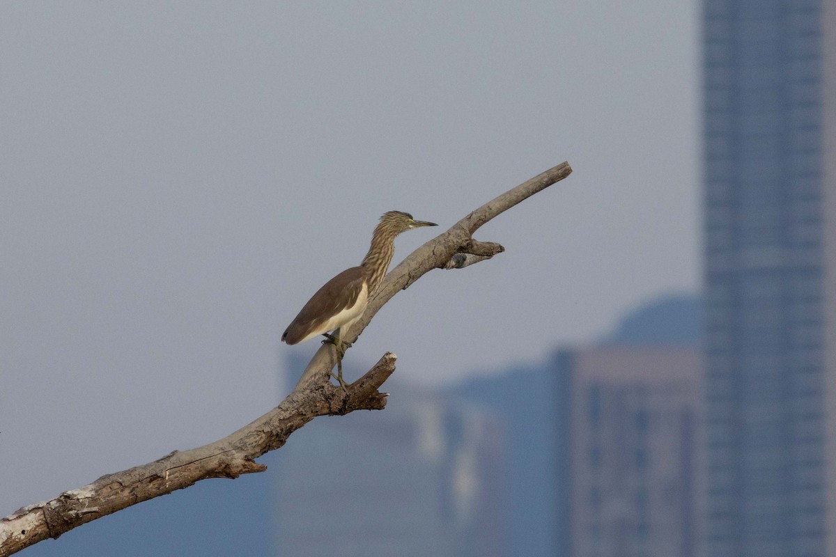 Chinese Pond-Heron - ML647270549