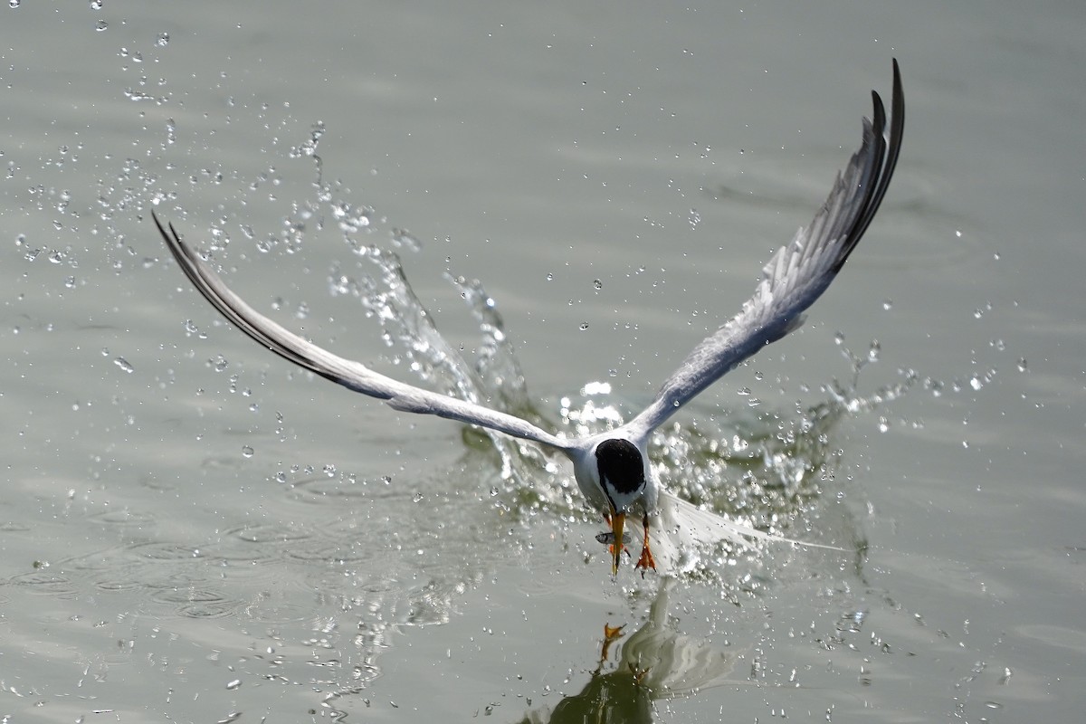 שחפית גמדית - ML647270551