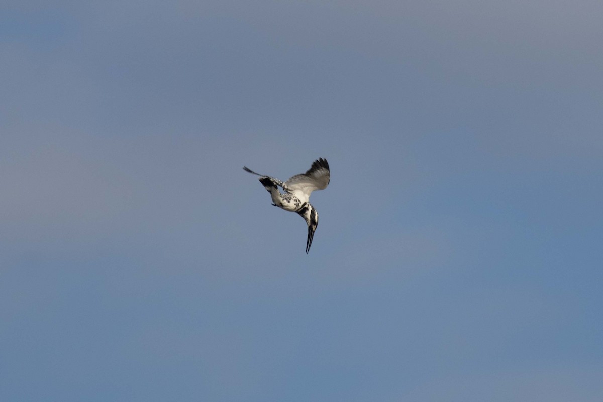 פרפור עקוד - ML647270552