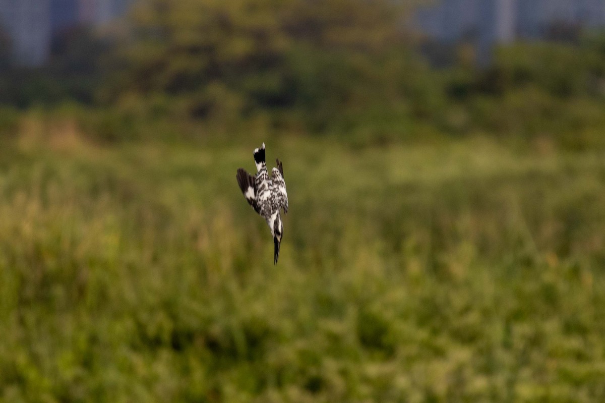 פרפור עקוד - ML647270553