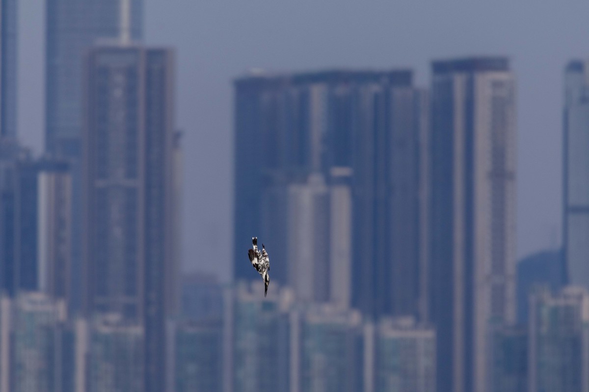 פרפור עקוד - ML647270554