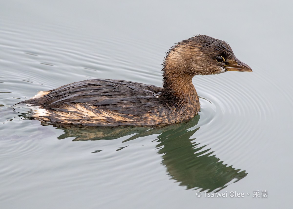 טבלן עקוד-מקור - ML647270555