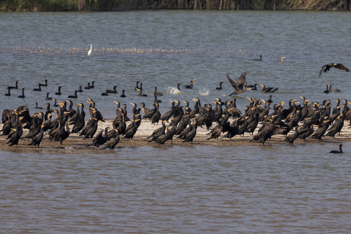 קורמורן גדול (אירואסייתי) - ML647270557