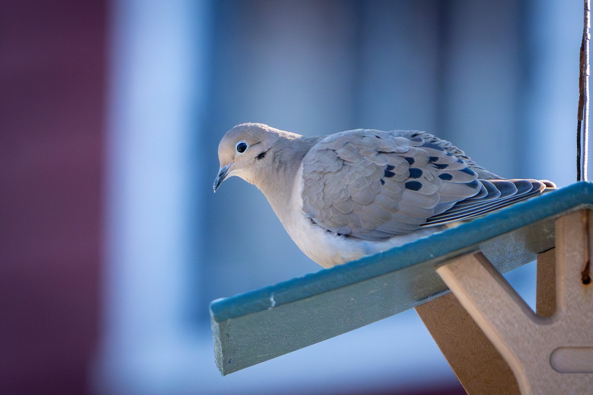 תורית אמריקנית - ML647270558