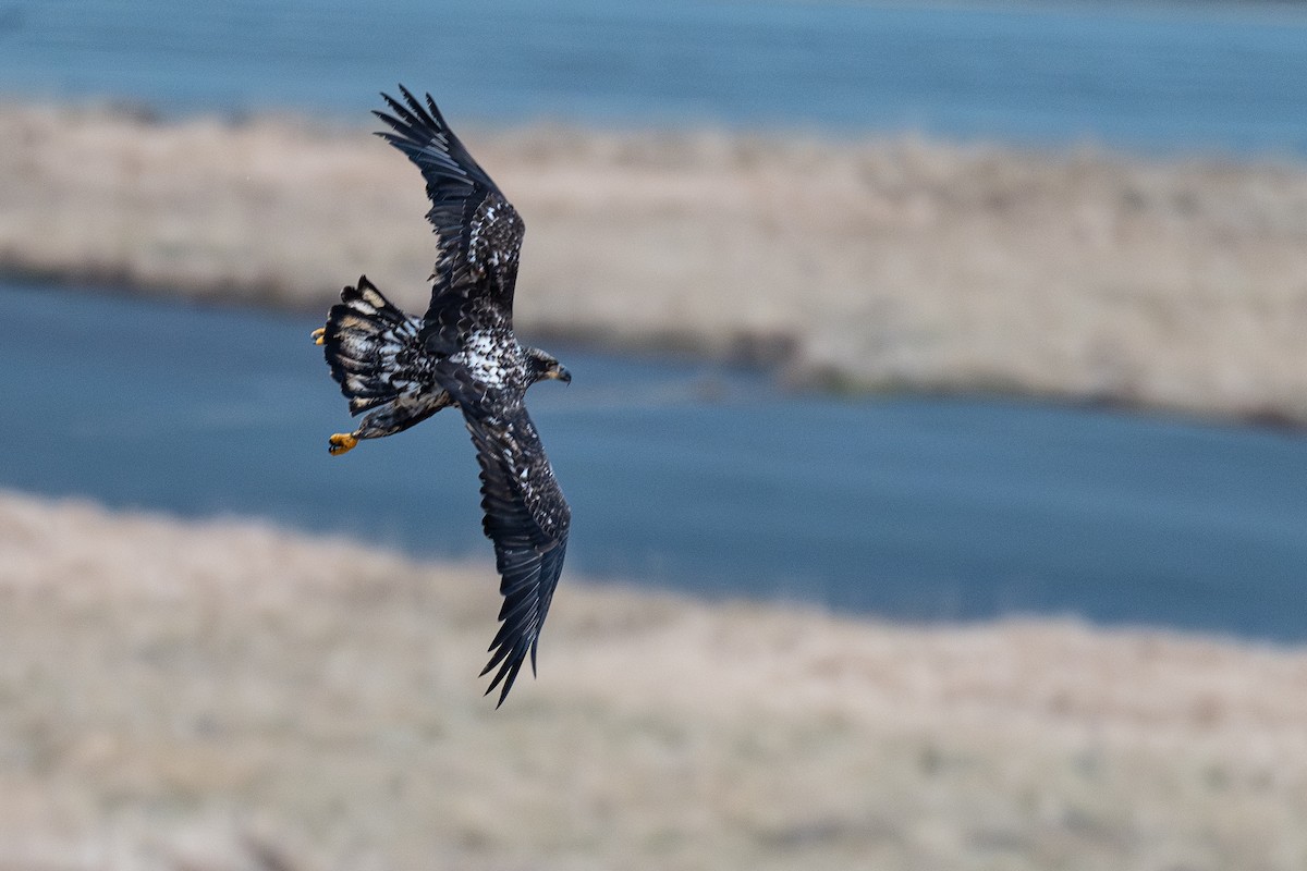 עיטם לבן-ראש - ML647270559