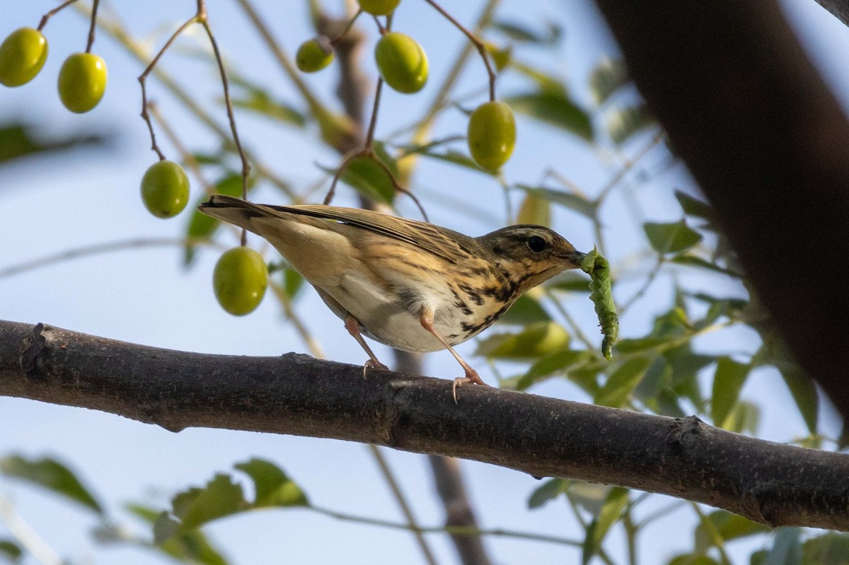 פפיון זיתי - ML647270560