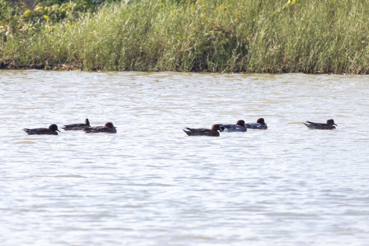 ברווז צהוב-מצח - ML647270561
