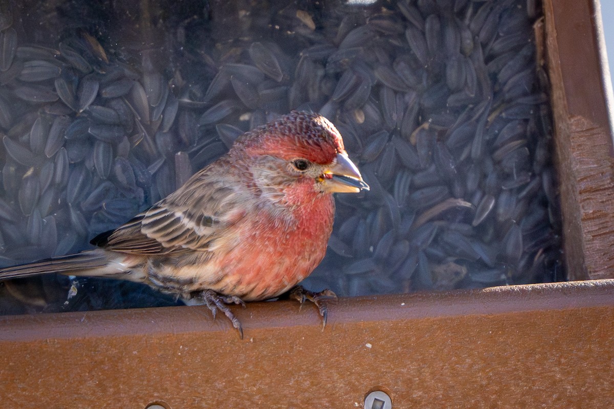 House Finch - ML647270562