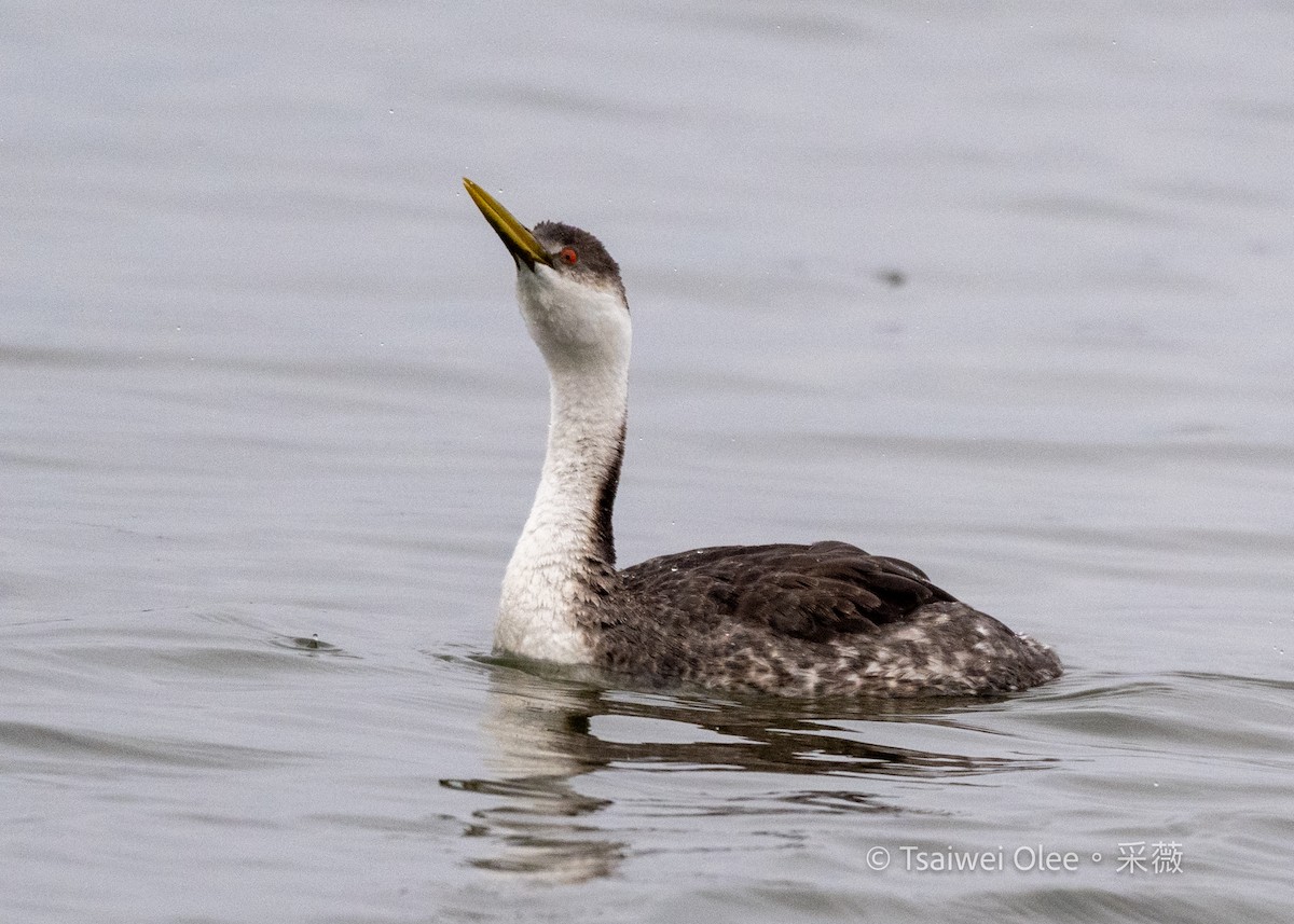 Western Grebe - ML647270563
