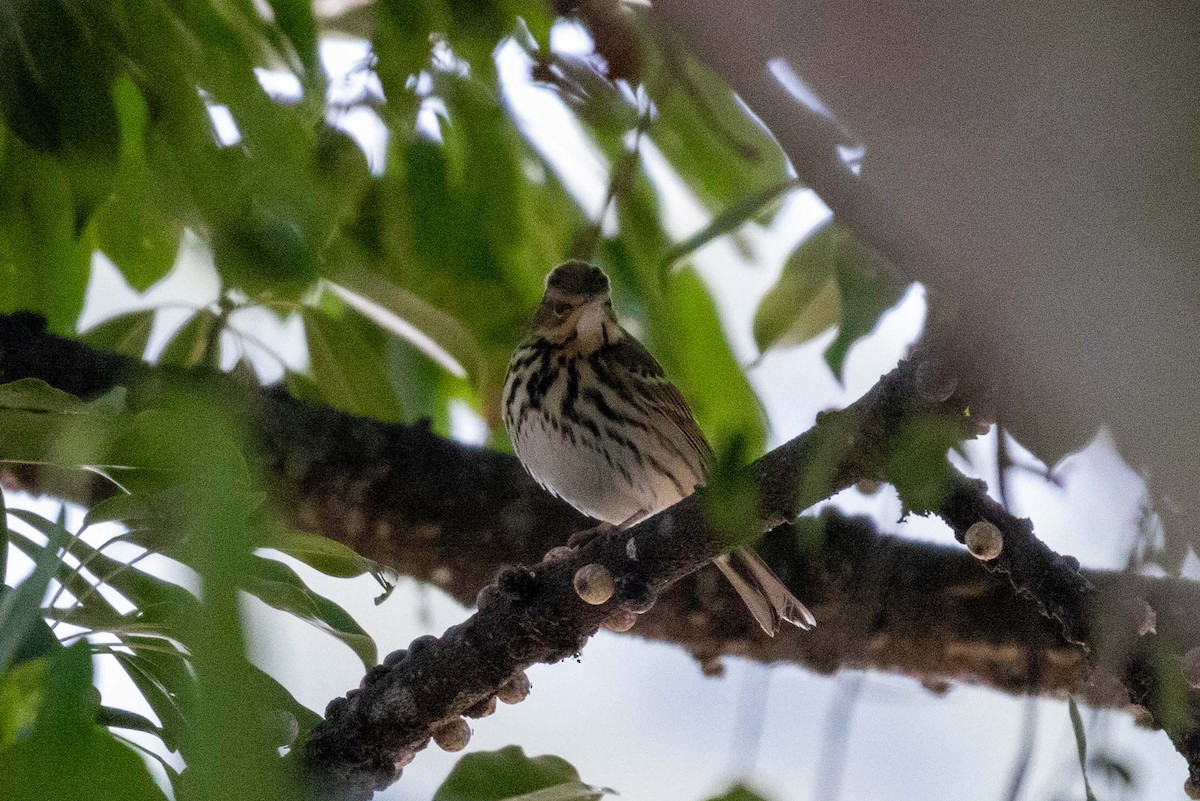 פפיון זיתי - ML647270564