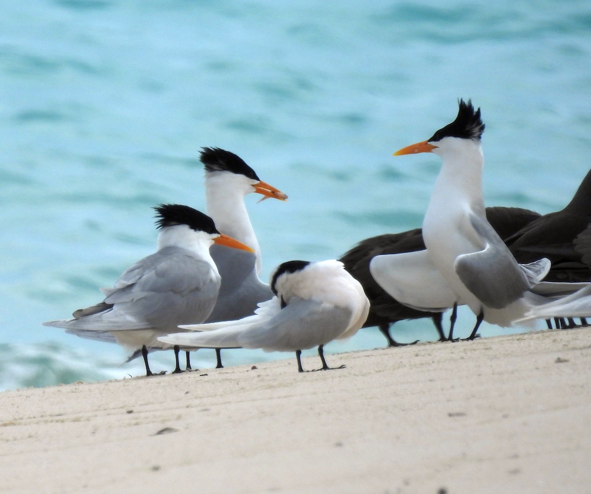 שחפית בנגלית - ML647270565