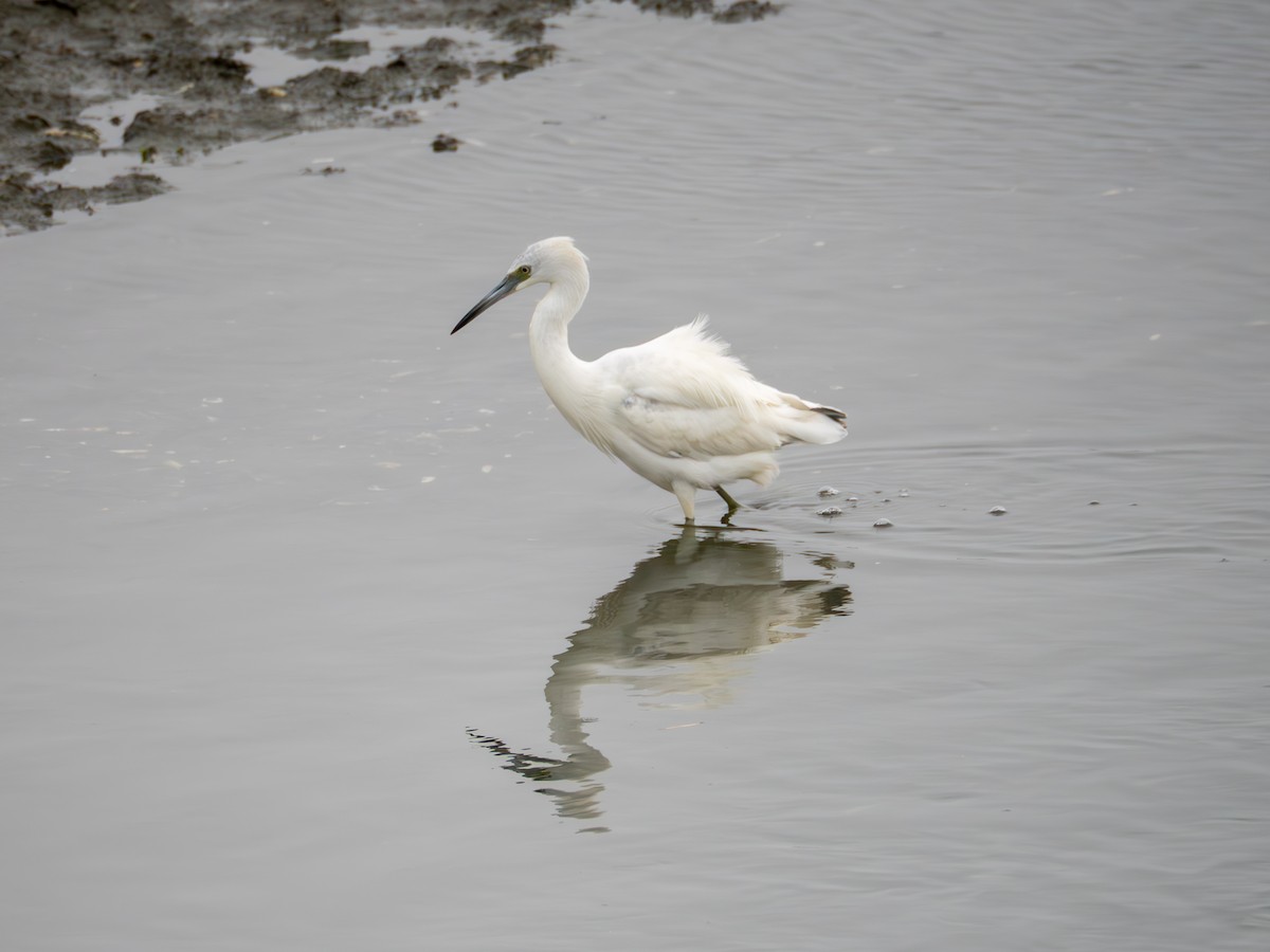 Little Blue Heron - ML647270566