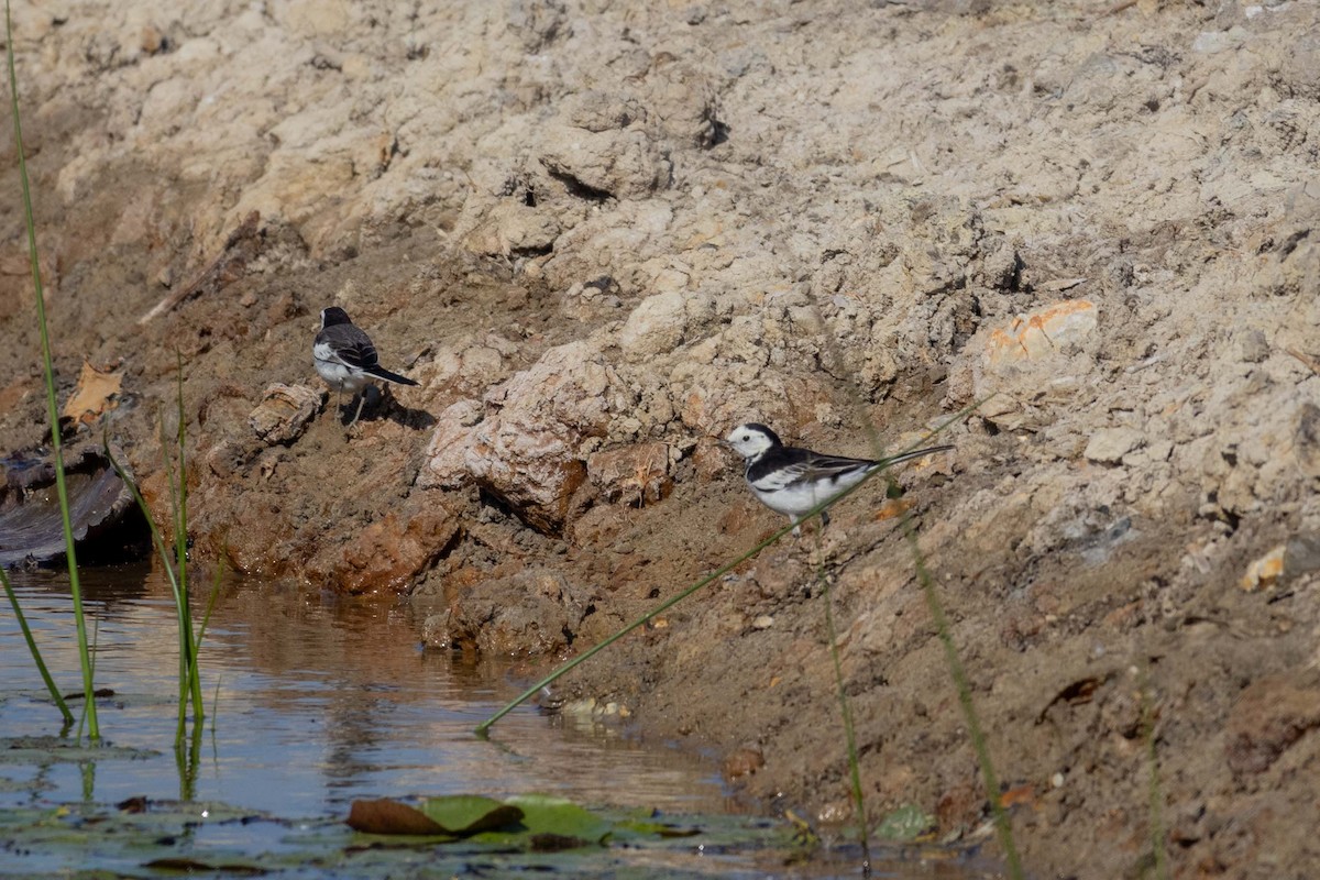 נחליאלי לבן - ML647270568