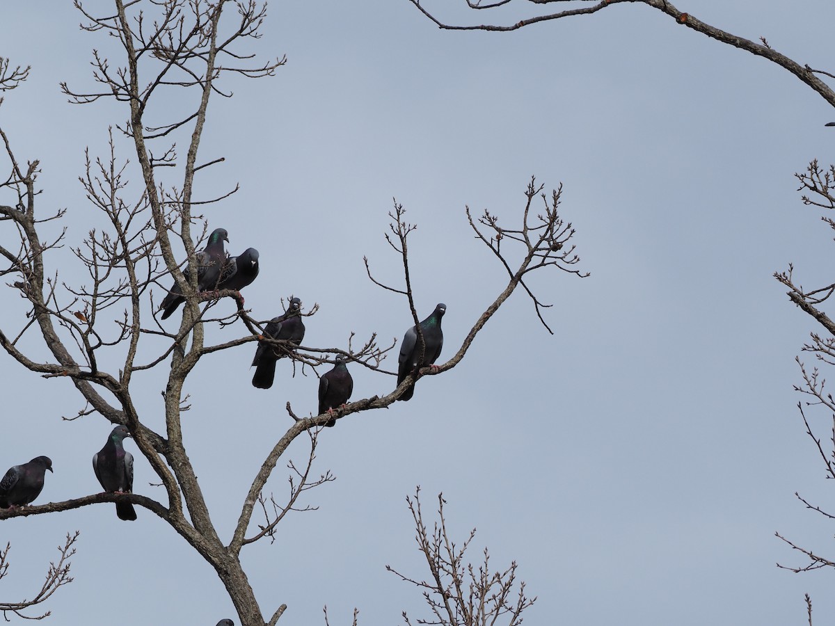 יונת בית - ML647270569