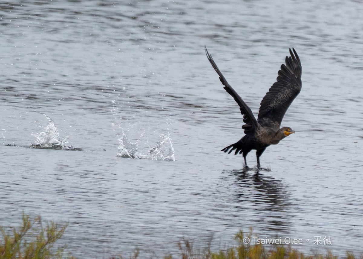 קורמורן אמריקני - ML647270570