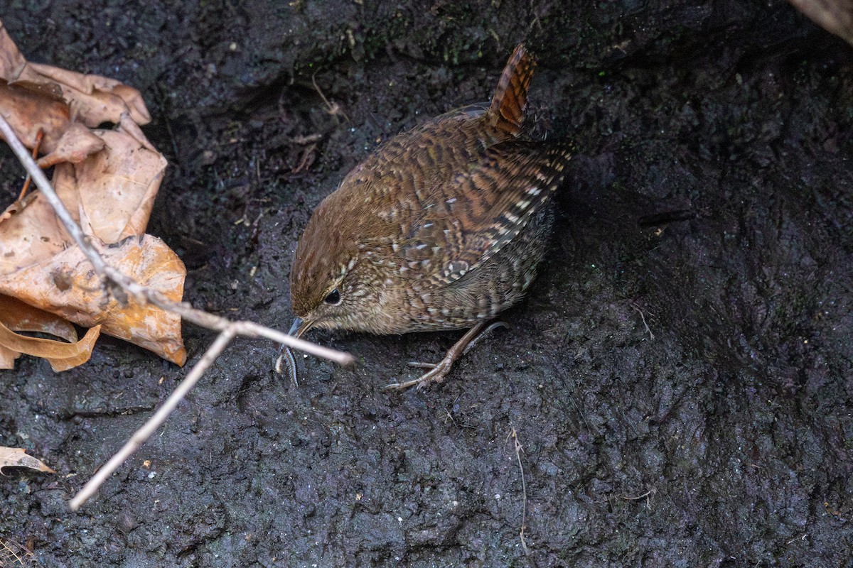 Winter Wren - ML647270571