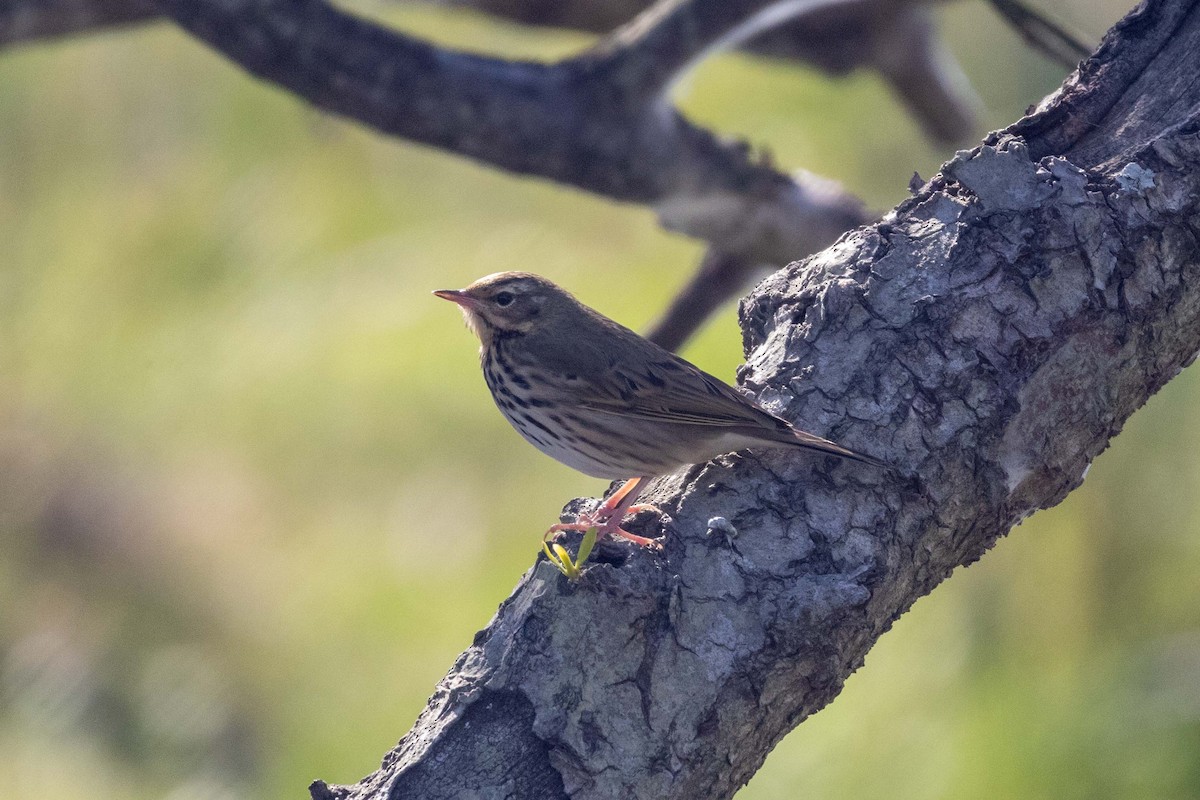 פפיון זיתי - ML647270572