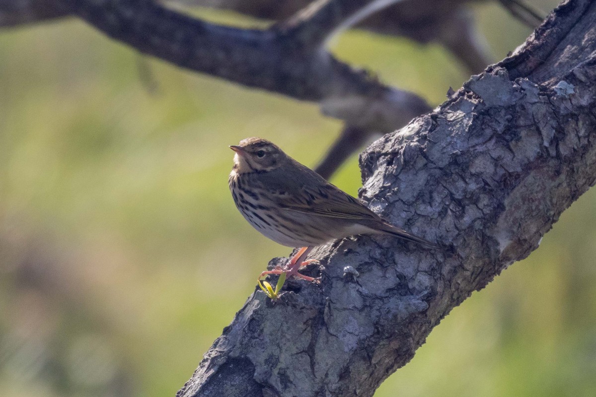 פפיון זיתי - ML647270573