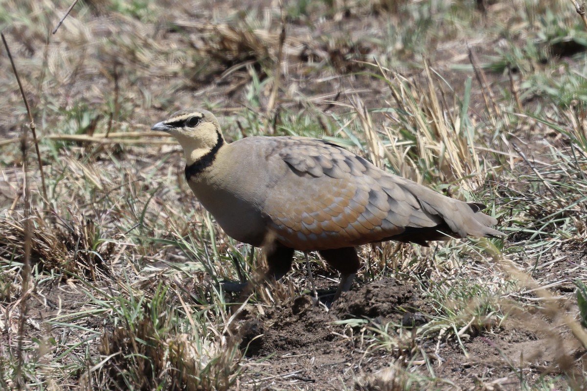 Yellow-throated Sandgrouse - ML647270574