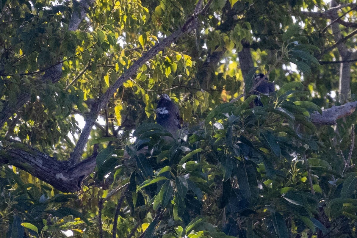 White-cheeked Starling - ML647270576