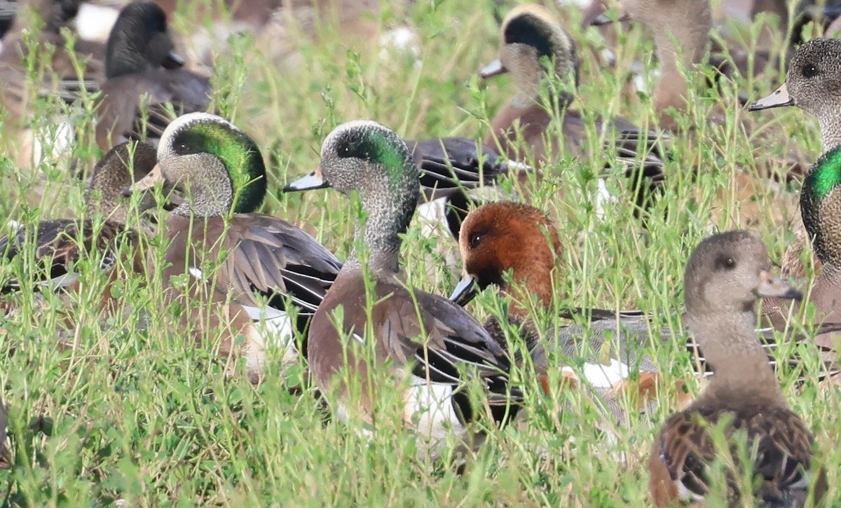 Eurasian Wigeon - ML647270577
