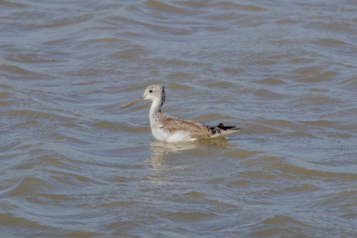 ביצנית ירוקת-רגל - ML647270578