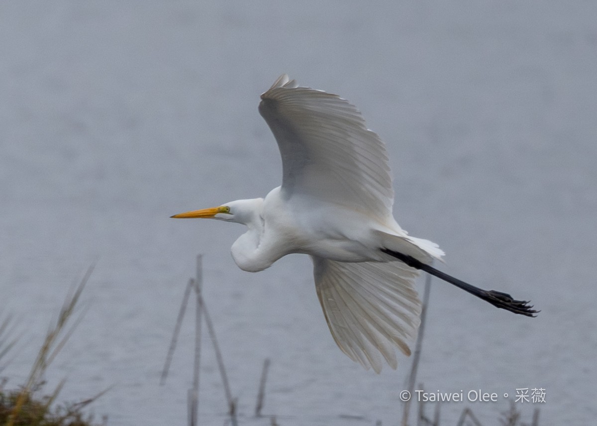 לבנית גדולה - ML647270579