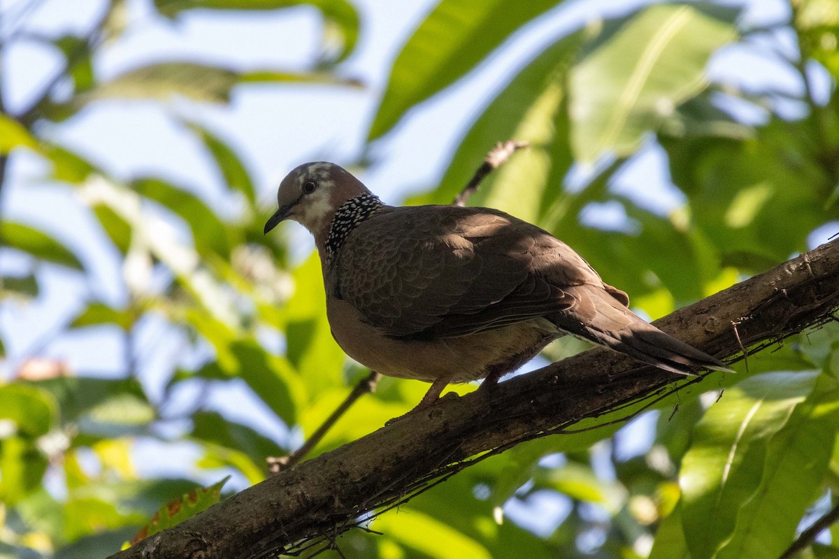 תור נקוד (מזרחי) - ML647270581