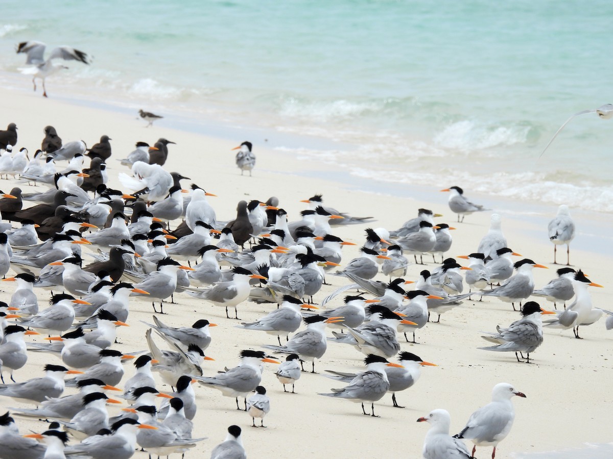 Bengalako txenada - ML647270583