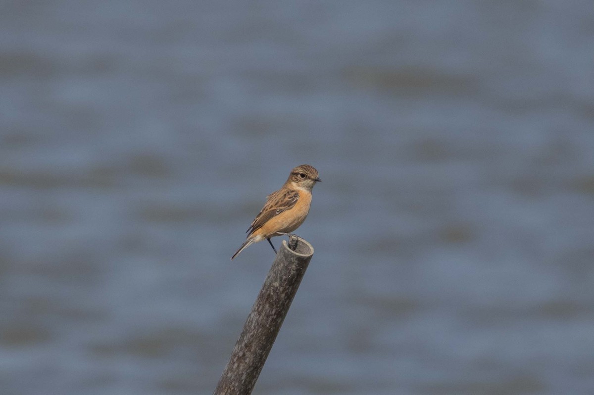 דוחל כתום-שת - ML647270585