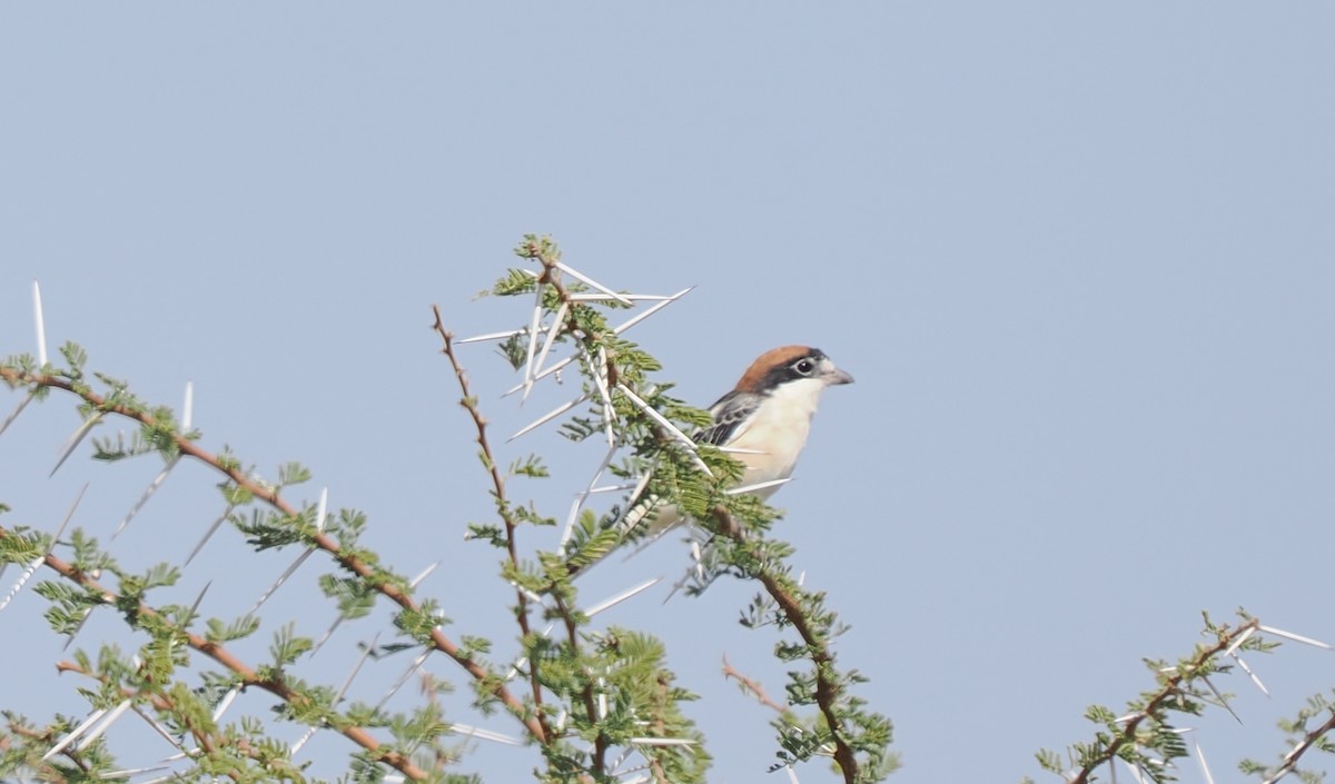 Woodchat Shrike - ML647270588