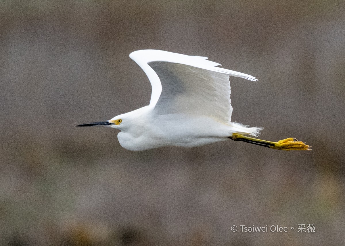 Snowy Egret - ML647270589