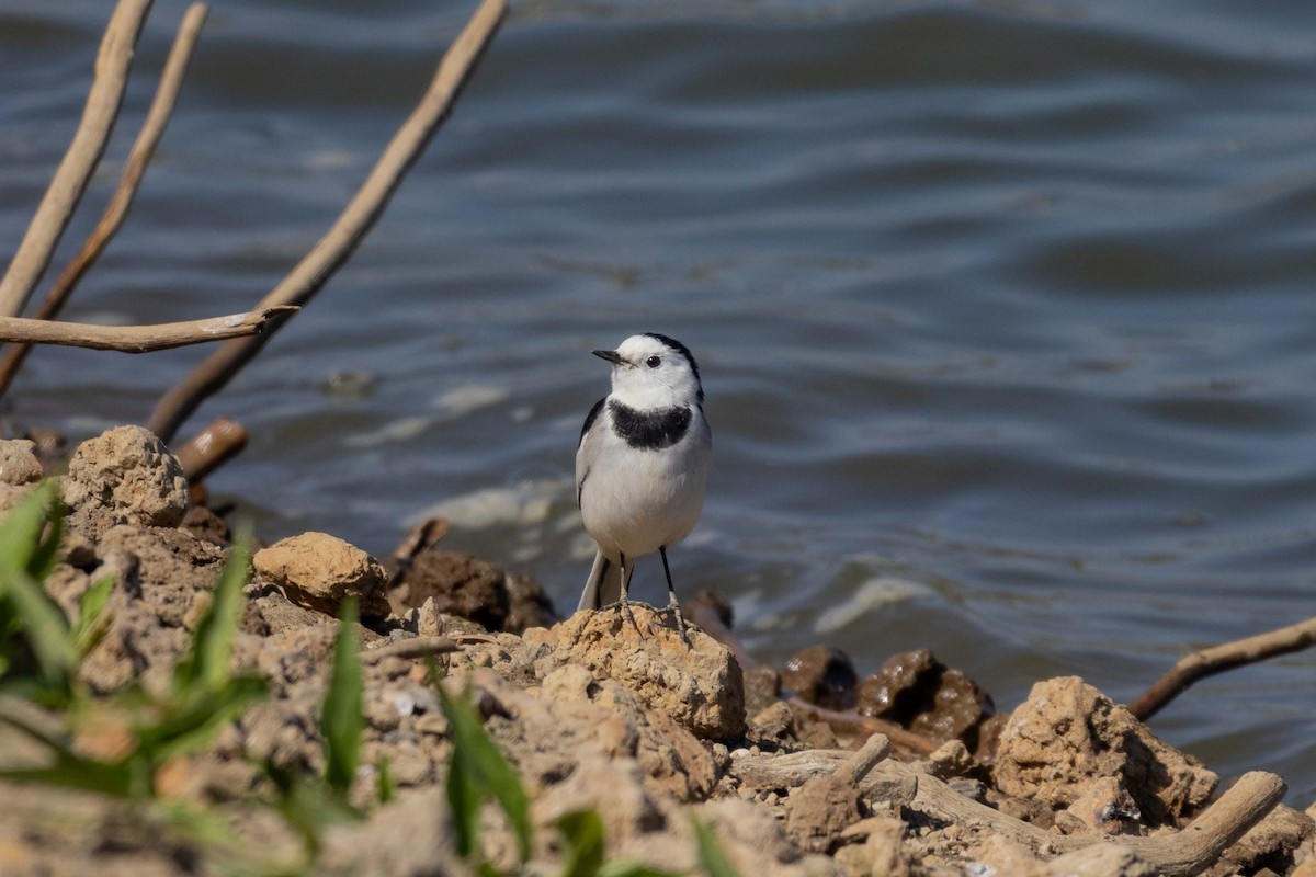 White Wagtail - ML647270592