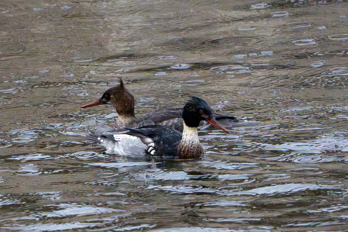 Serreta Mediana - ML647270600