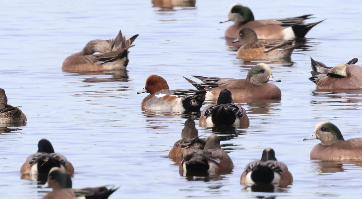 Eurasian Wigeon - ML647270603