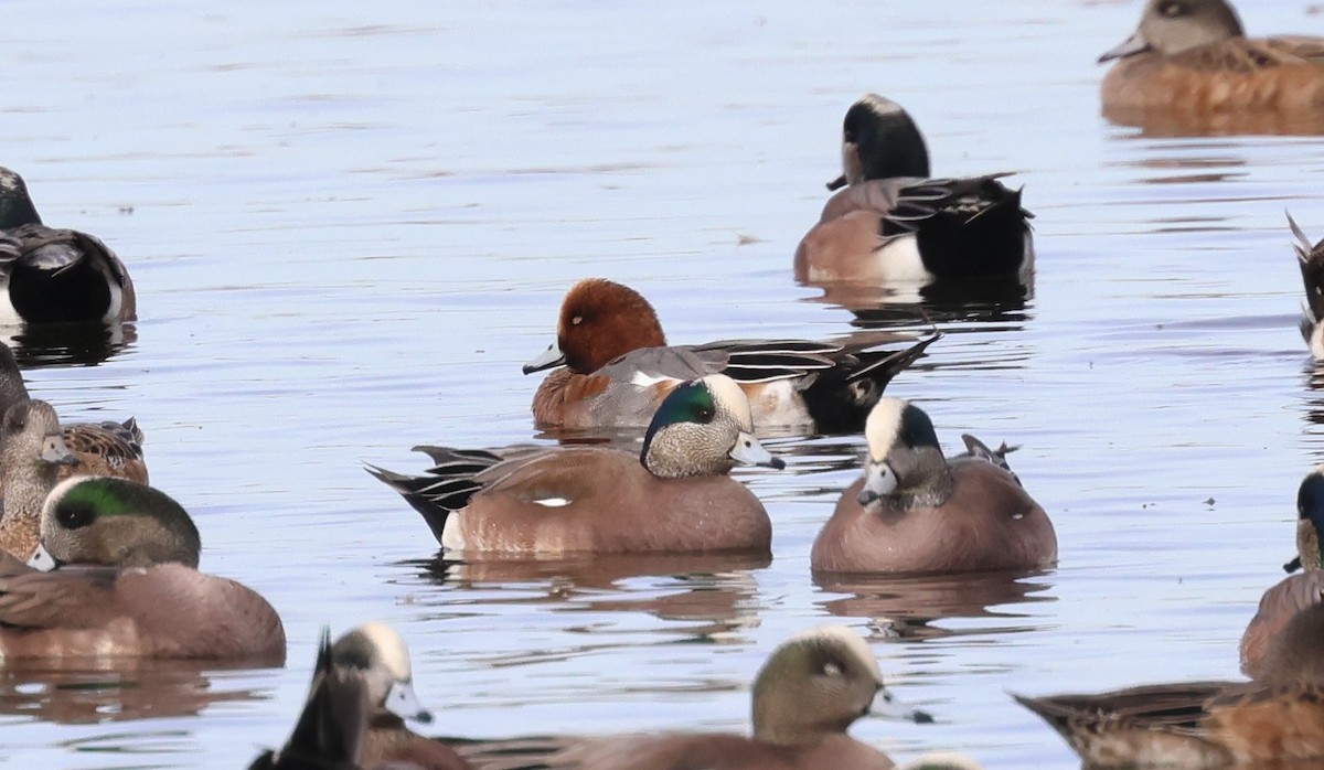 Eurasian Wigeon - ML647270604