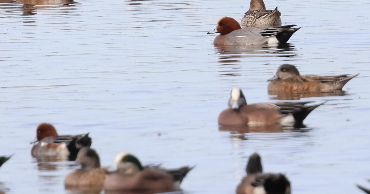 Eurasian Wigeon - ML647270605