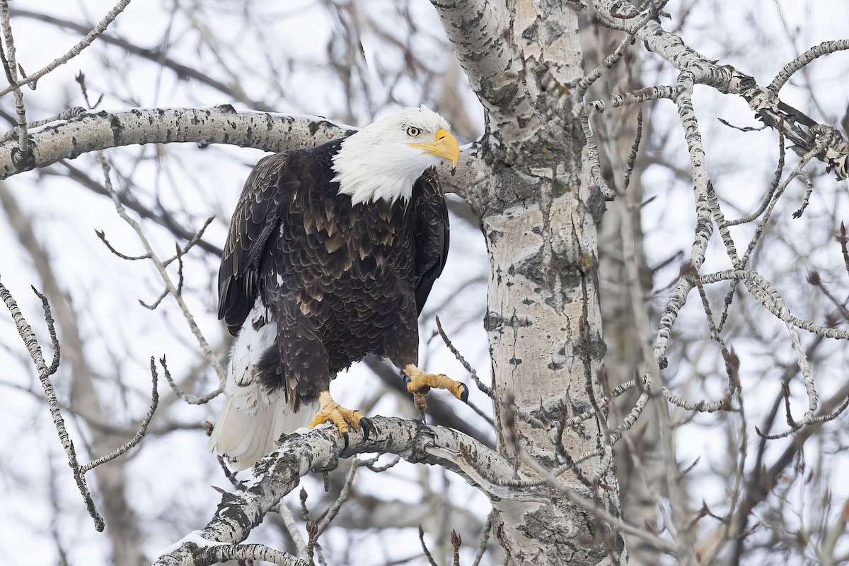 Bald Eagle - ML647270608