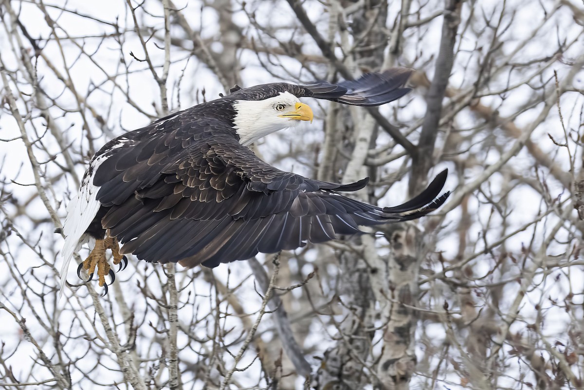 Bald Eagle - ML647270612