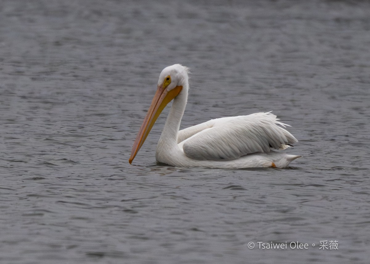 Pelikano zuri amerikarra - ML647270613