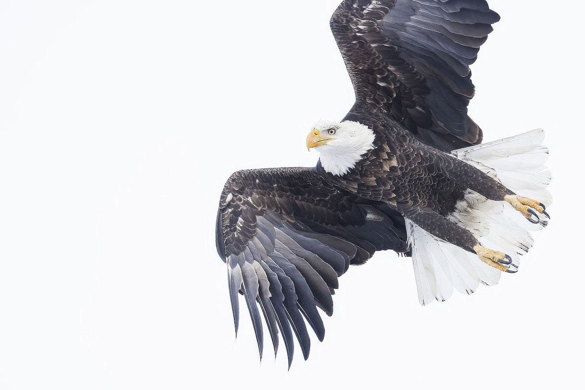 Bald Eagle - ML647270618