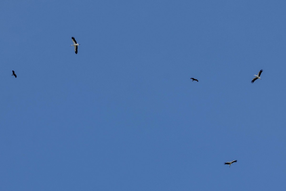 svartnebbstork - ML647270622